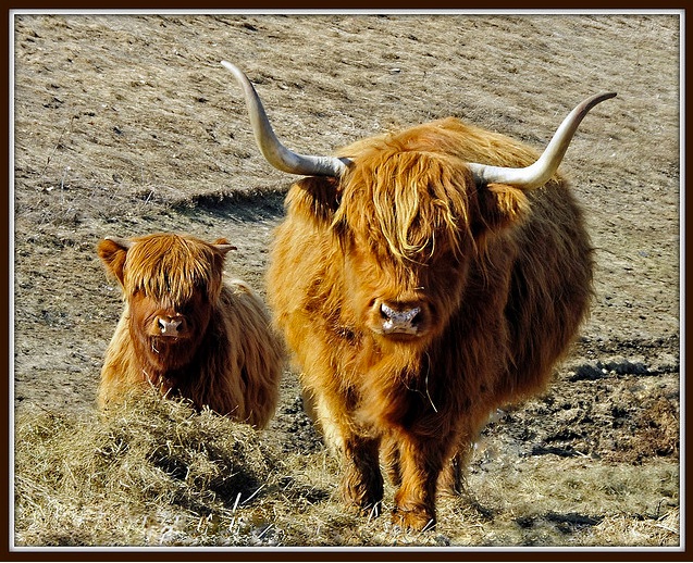 A formidable long-horned bison protecting her calf, representing a good copywriting contract